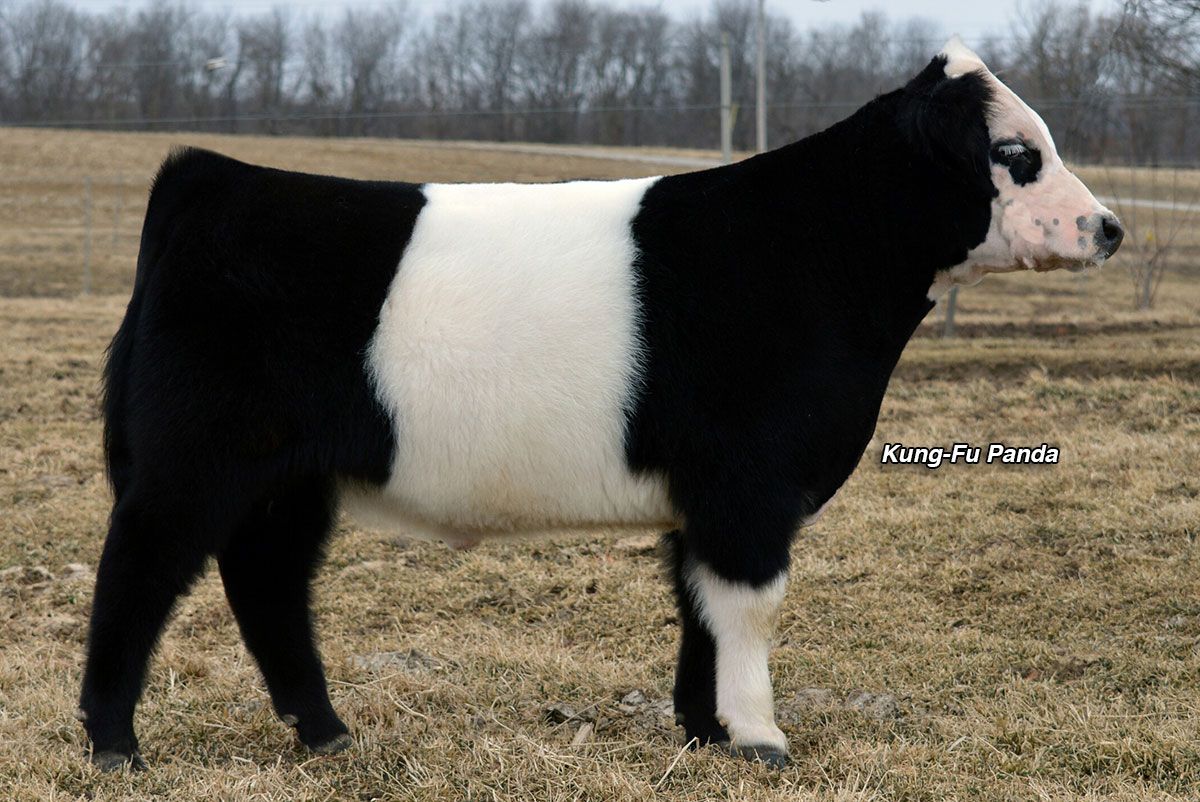 mini so panda